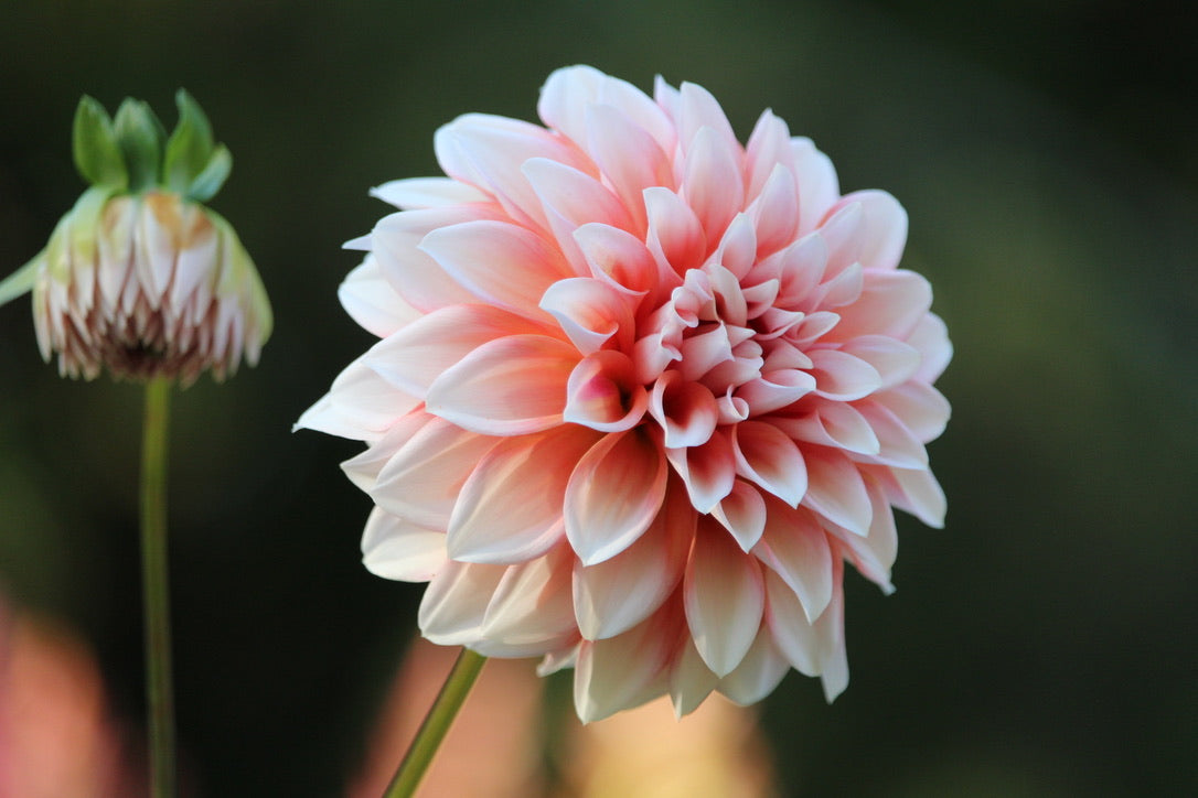 Lee's Pineberry Trifle