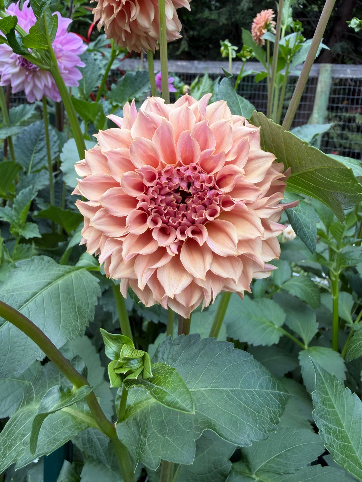 KA's® Coral Sea Dahlia Seeds