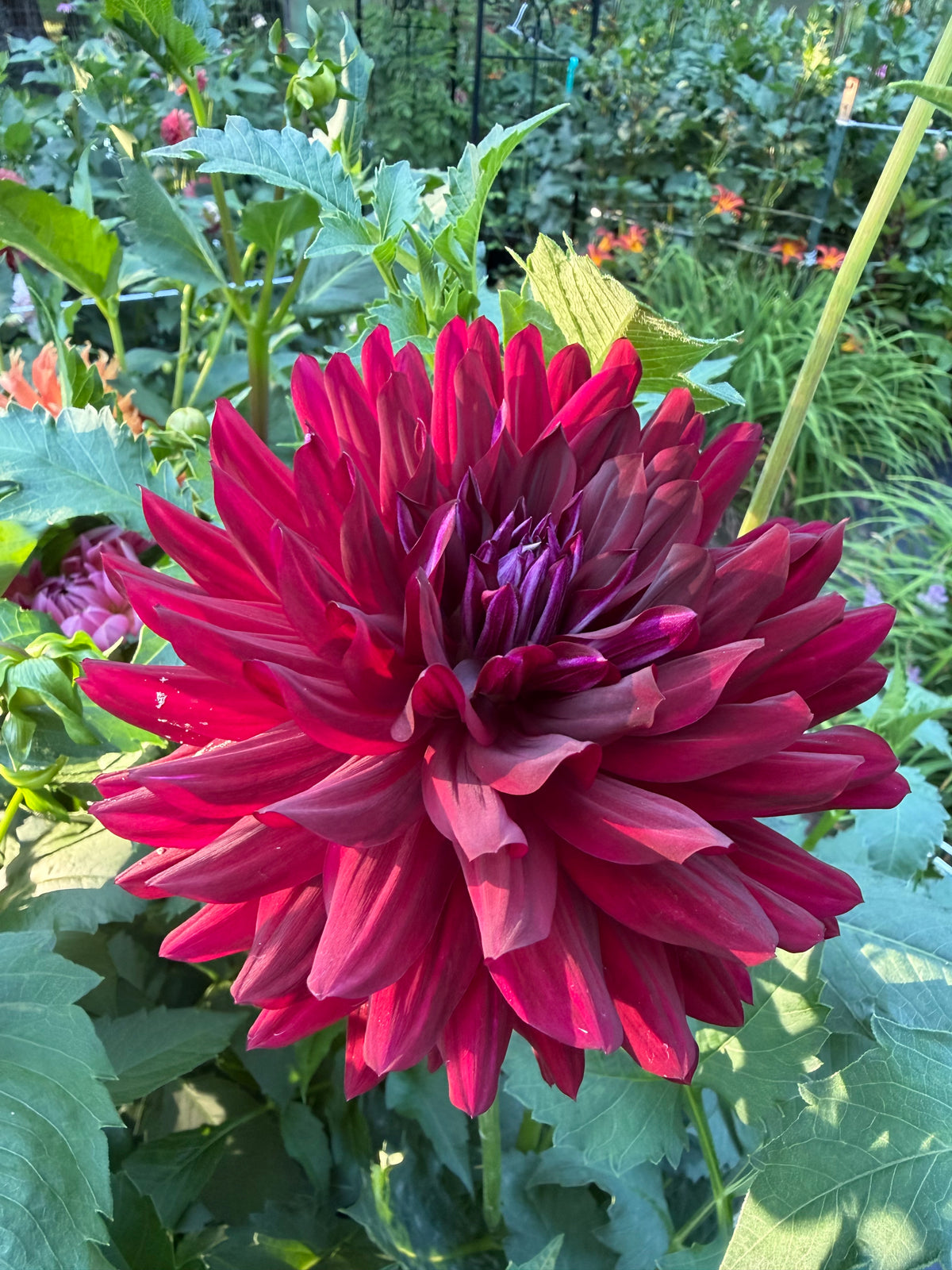 Hollyhill Black Beauty