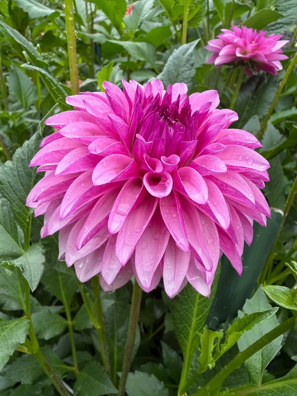 KA's® Dinah Flo Dahlia Seeds