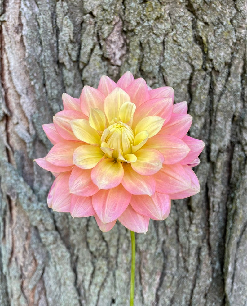 Dahlia Seeds - Peaches and Dreams