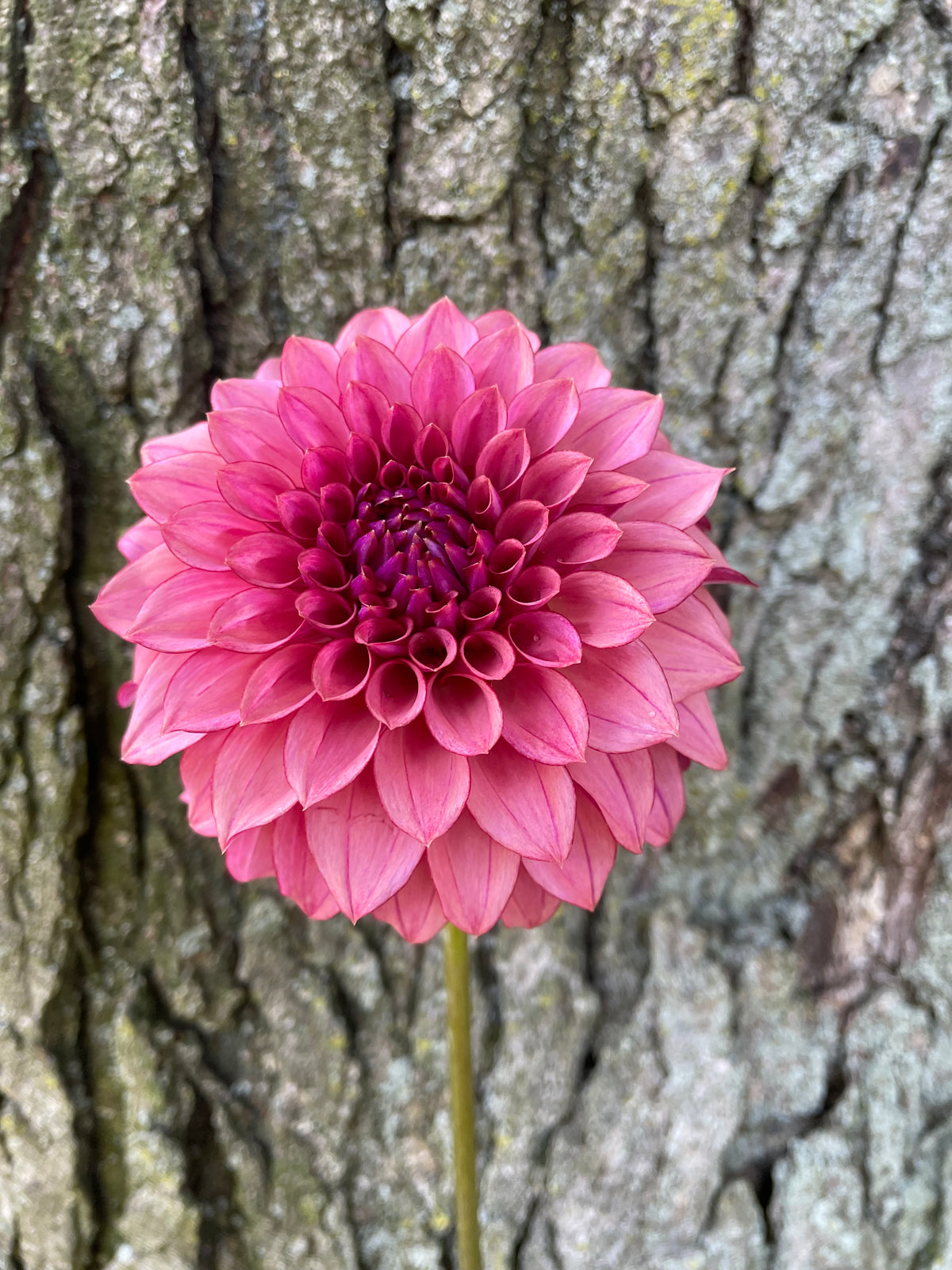 KZ Autumn Gala Dahlia Seeds