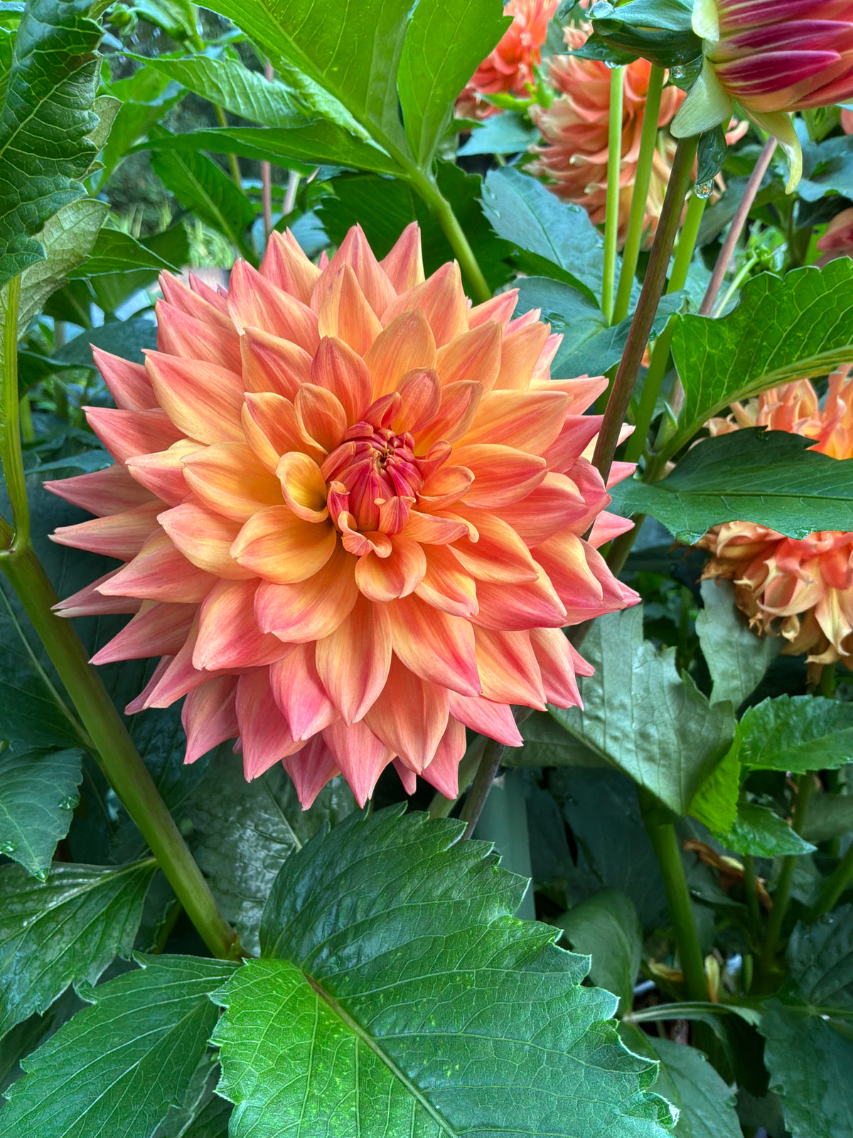 Bloomquist Prince Dahlia Seeds