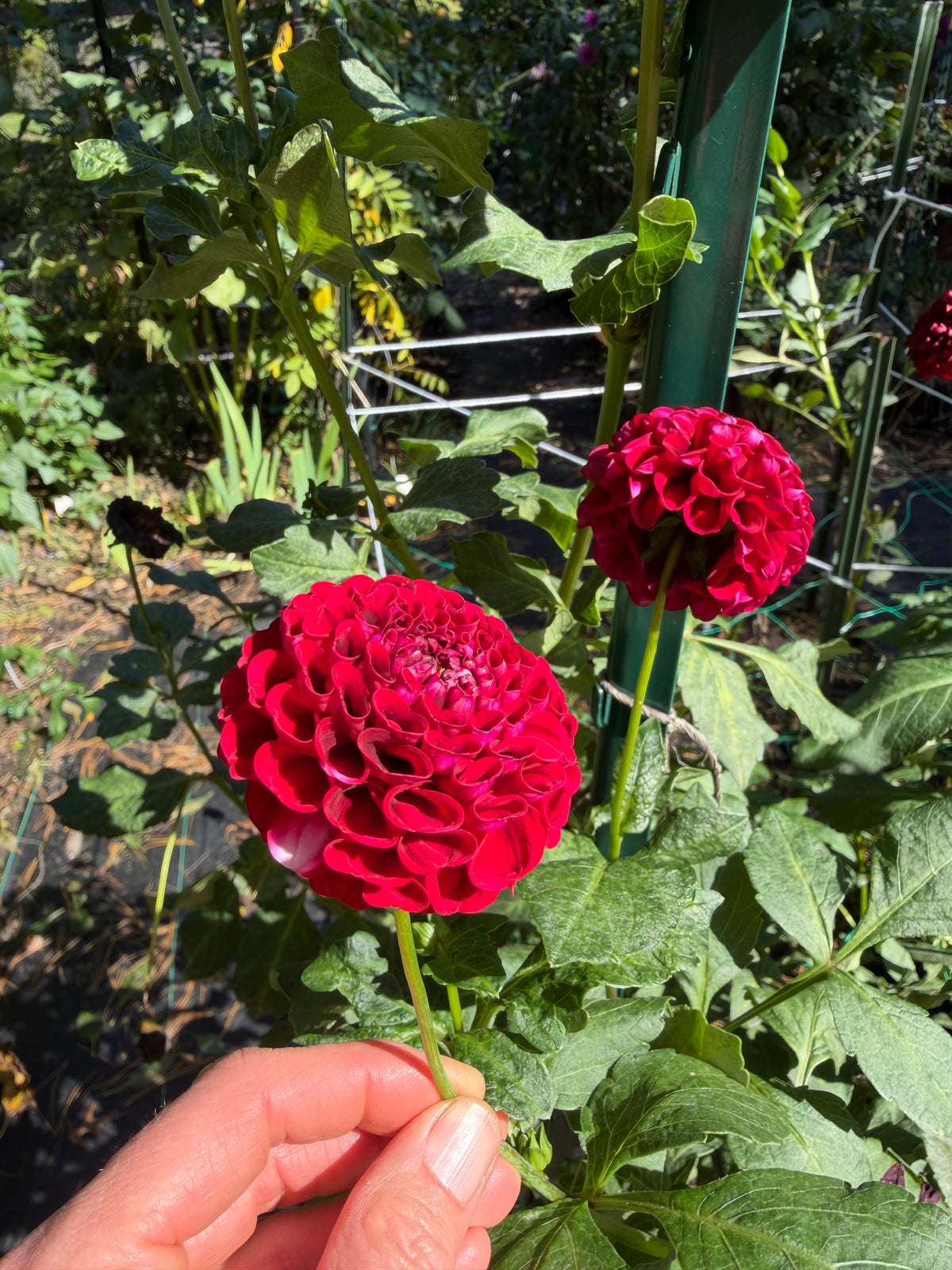 Chick A Dee Dahlia Seeds