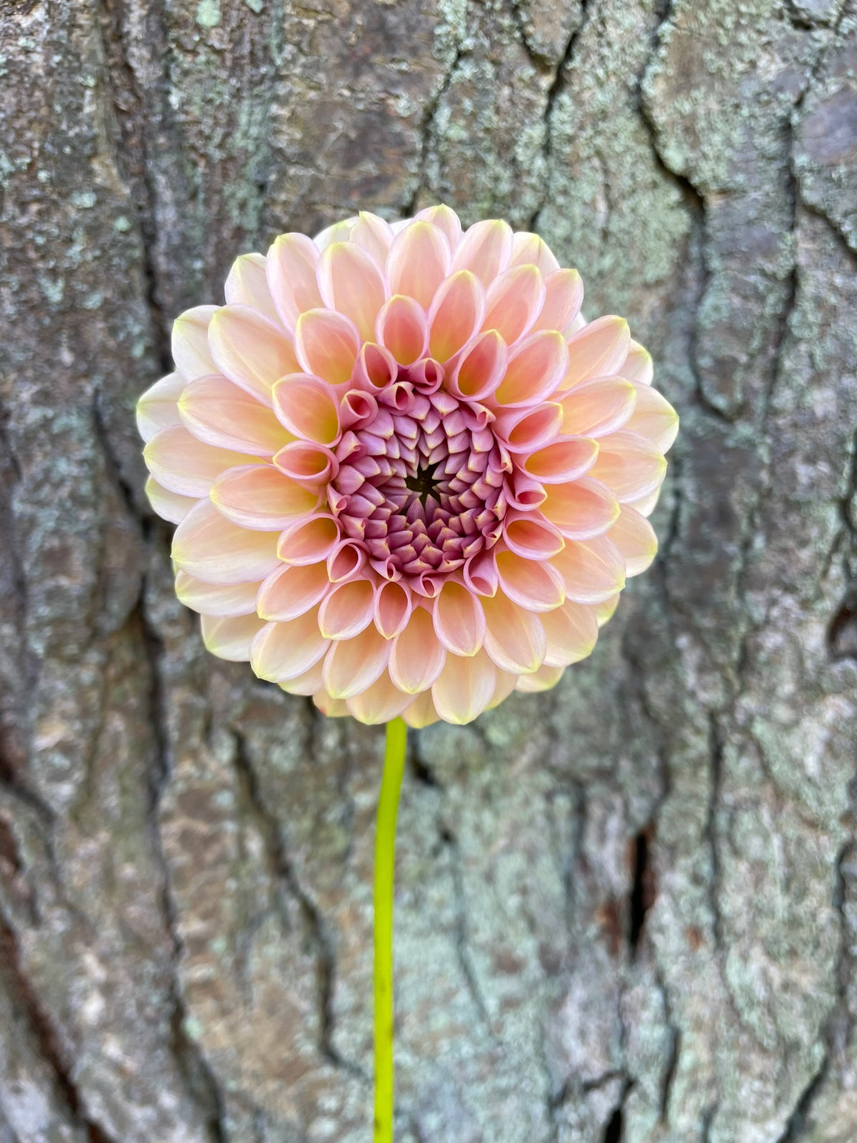 Cupcake Dahlia Seeds