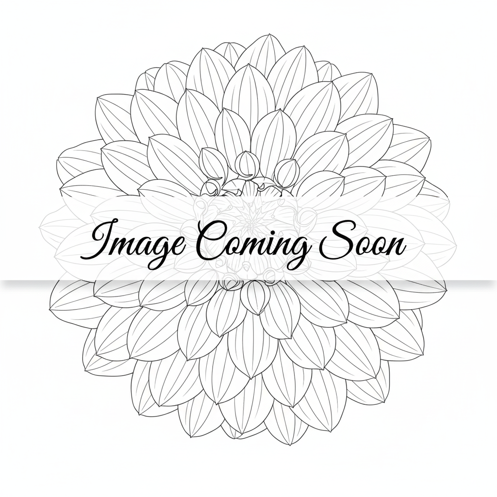 Black outline dahlia with Image Coming Soon