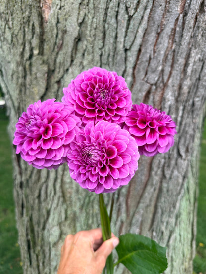 2025 Seedling KA's® Mocha Katie