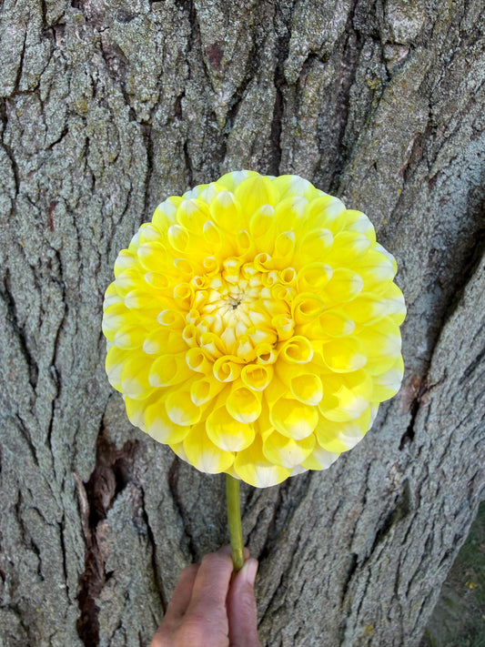 River’s Yellow Snow