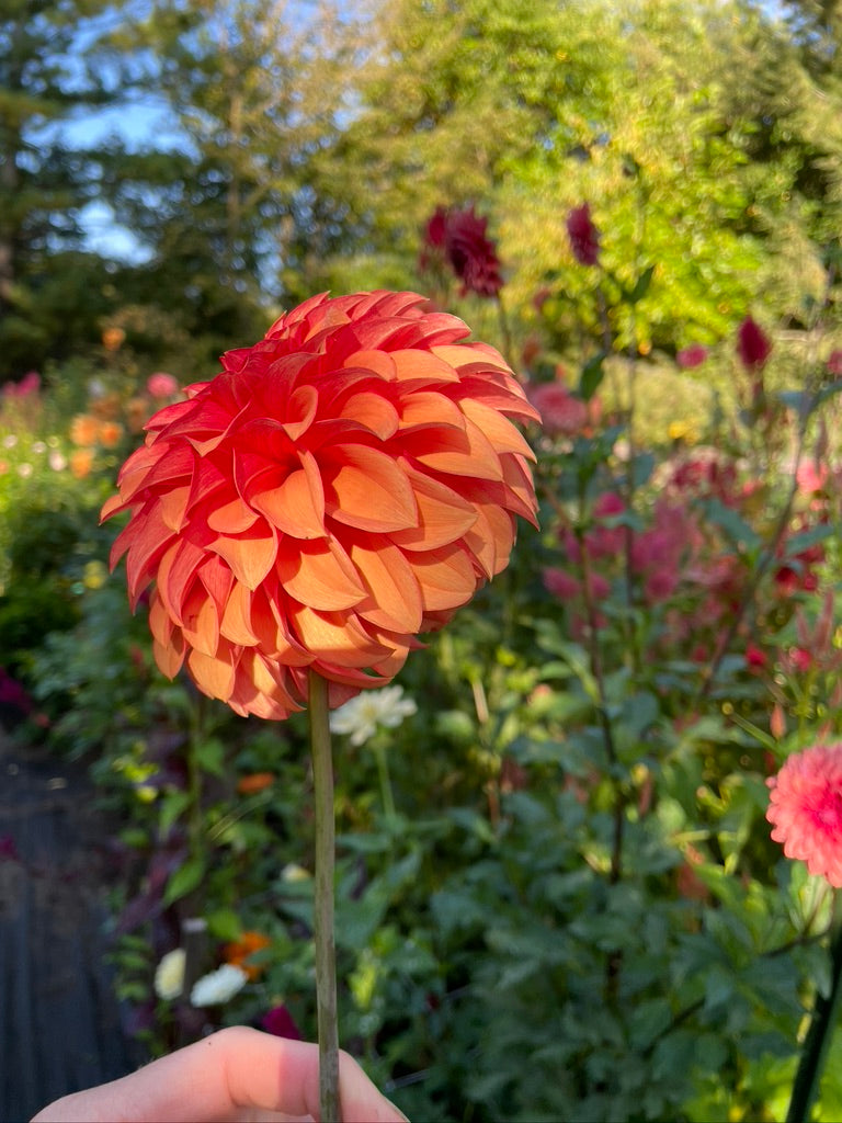 2025 Seedling KA's® Mocha Katie