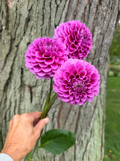 2025 Seedling KA's® Mocha Katie