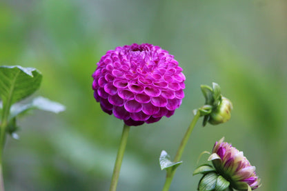Bundle - New to Dahlias (9 Tubers)