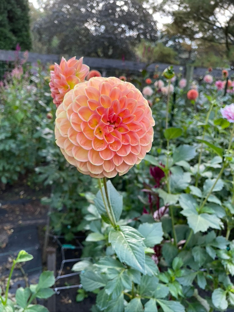2025 Seedling KA's® Boho Peach