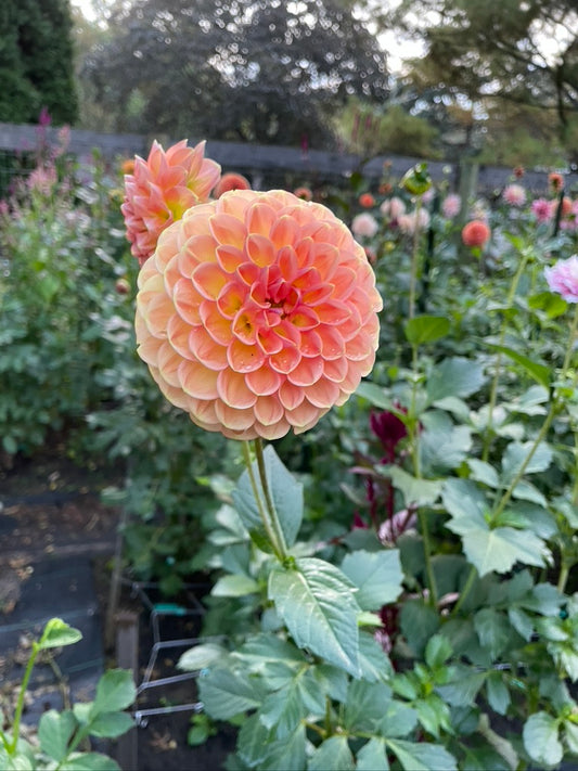 2025 Seedling KA's® Boho Peach
