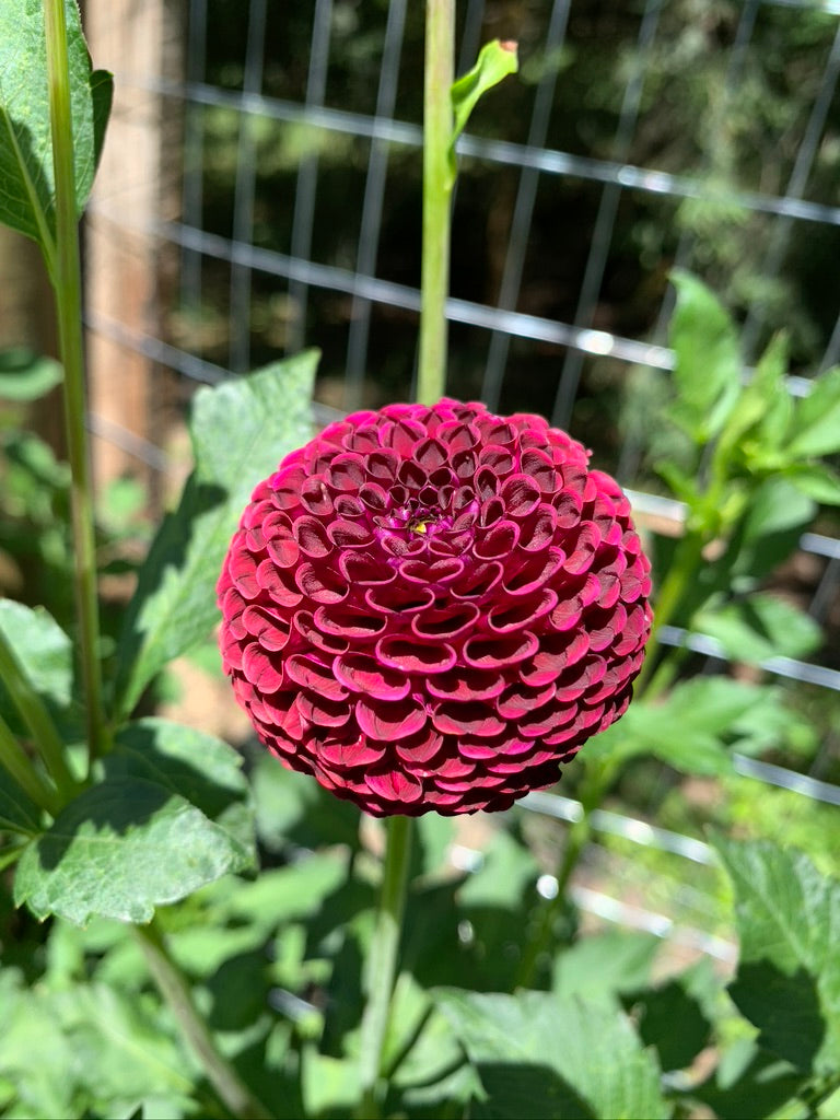 Dahlia Seeds - Pompon Mix