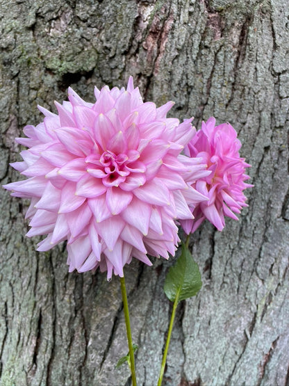 2024 Seedling Coralie