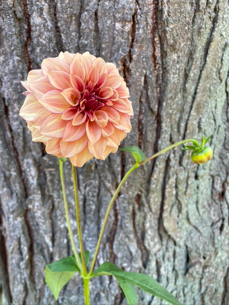 Dahlia Seeds - KA's ® Mocha Katie