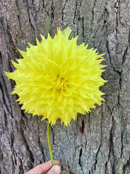 Penhill Yellow Queen