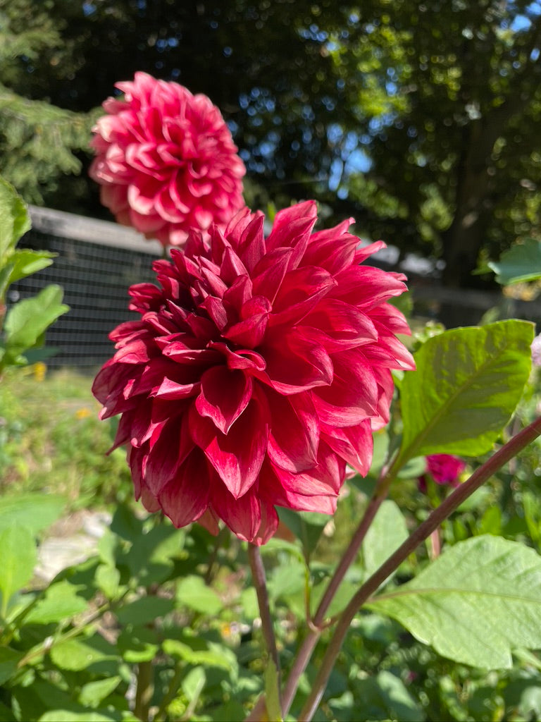 Bloomquist Bundle (5 tubers)