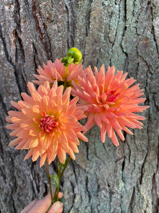 Orange Bundle - 8 Tubers