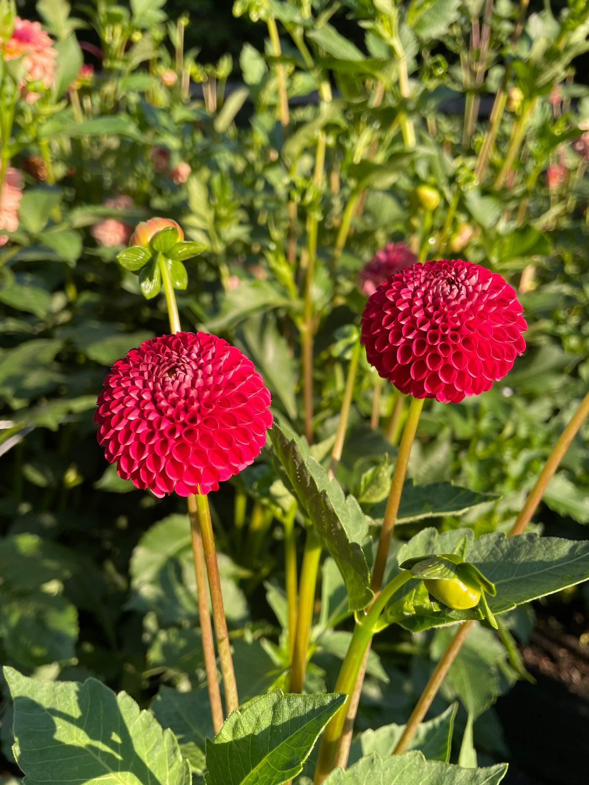 SB's KA's Choice Dahlia Seeds