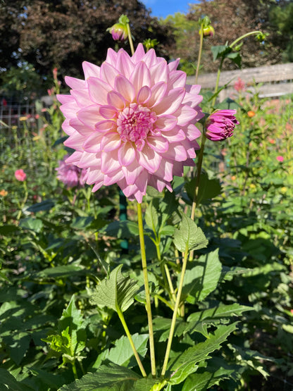 2024 Seedling Coralie