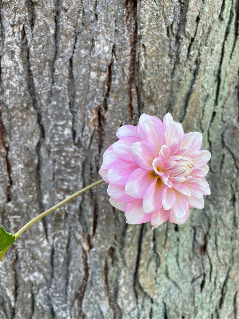 2025 Seedling PNC/A La Mode