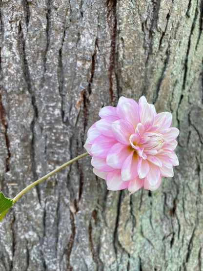 2025 Seedling PNC/A La Mode