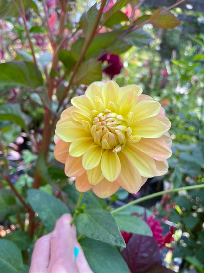 2025 Seedling PNC/A la Mode