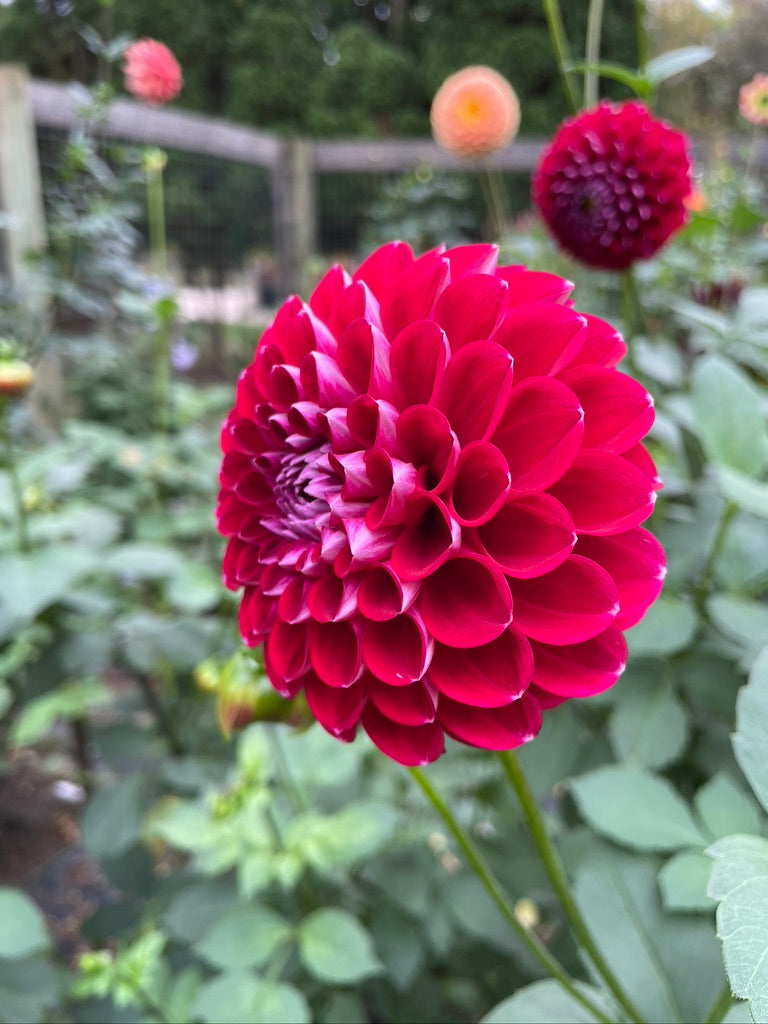 2025 Seedling KA's® Boho Peach 003