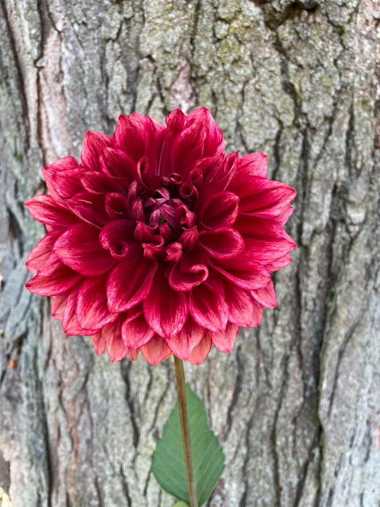 Dahlia Seeds - Bloomquist York