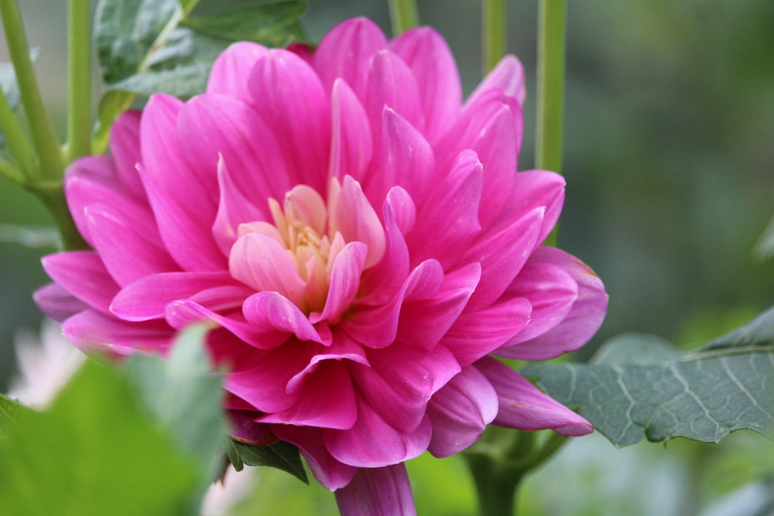 HollyHill Pink Martini