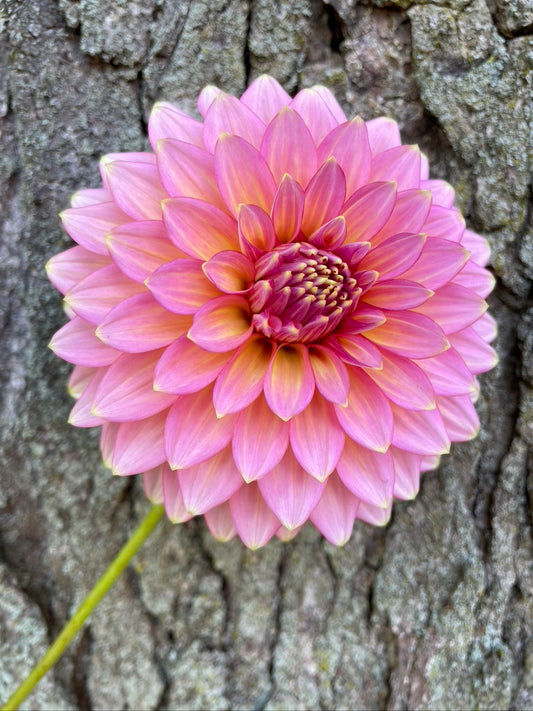 Bloomquist Bundle II (6 tubers)