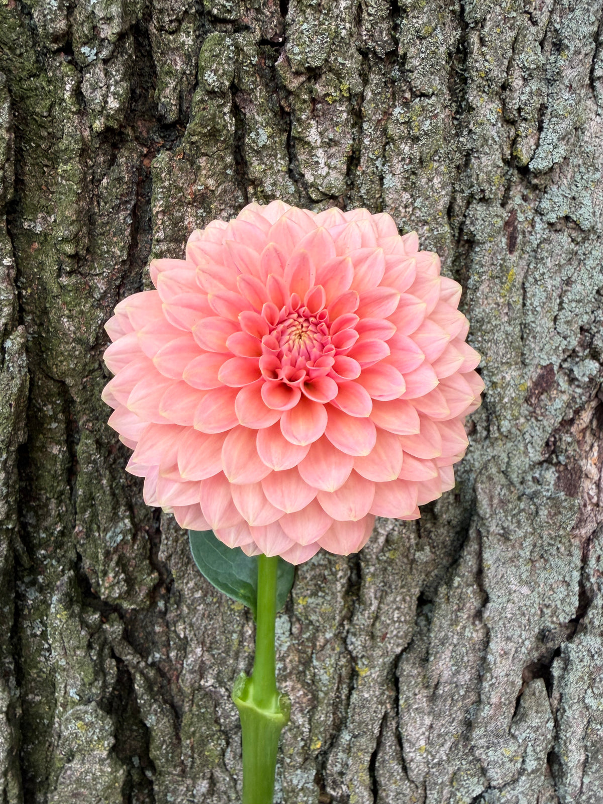 KA's® Boho Peach