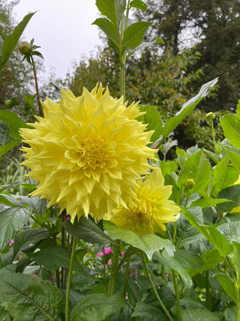 Penhill Yellow Queen