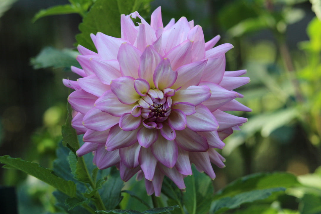 2024 Seedling Coralie