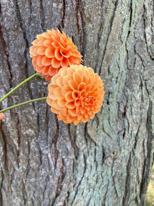 Dahlia Seeds - Camano Buz