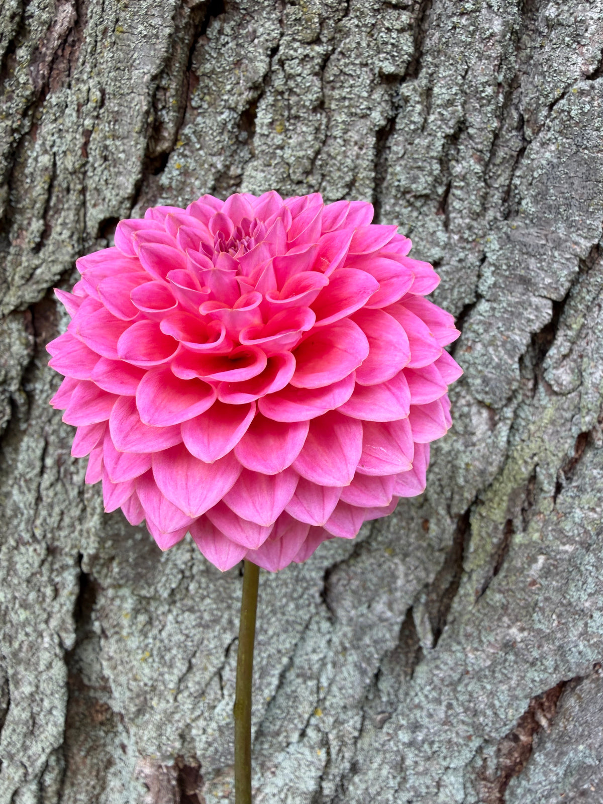KA's® Poppin' Pink Dahlia Seeds