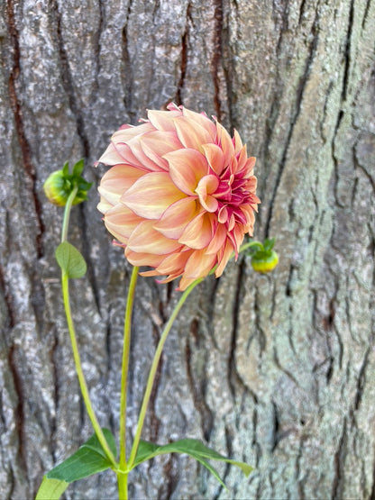 Dahlia Seeds - KA's ® Mocha Katie