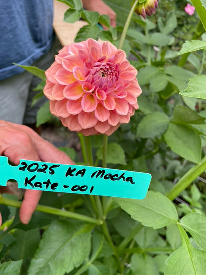 2025 Seedling KA's® Mocha Katie 001