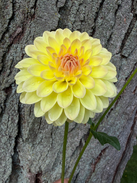 KA's® Apricot Kiss