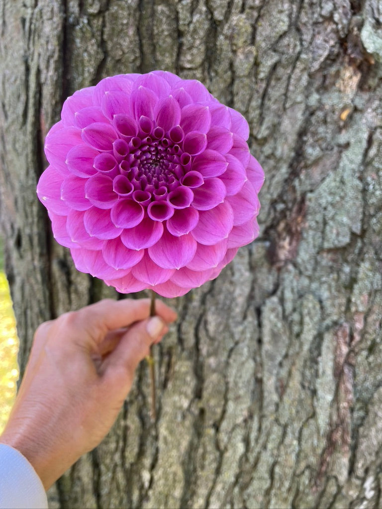 2025 Seedling KA's® Mocha Katie