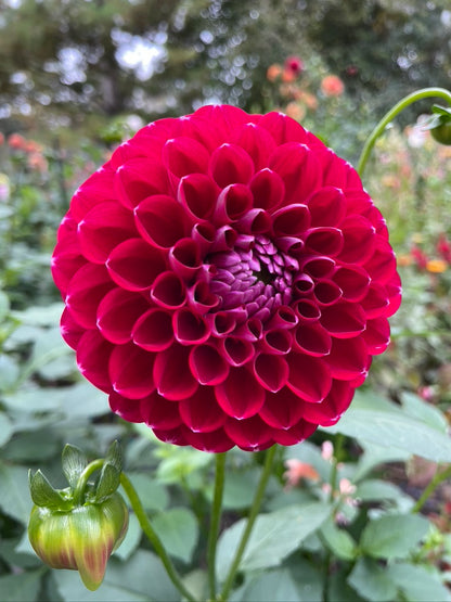 2025 Seedling KA's® Boho Peach 003