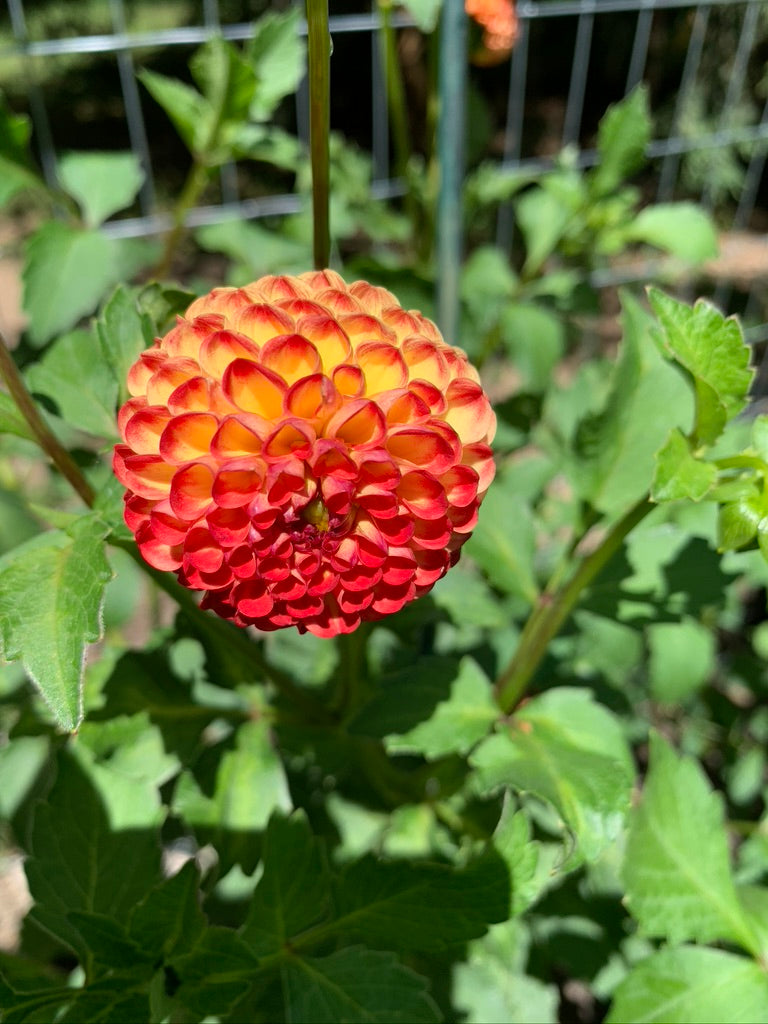 Dahlia Seeds - Pompon Mix
