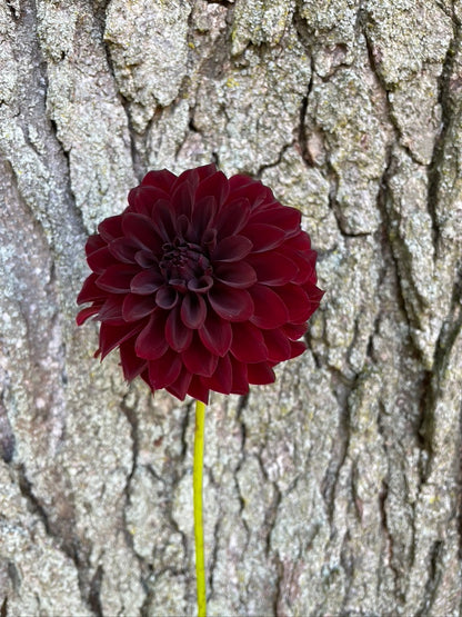 Bundle - New to Dahlias (9 Tubers)