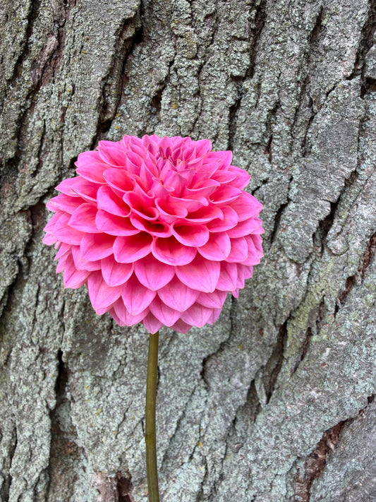 KA's® Poppin' Pink