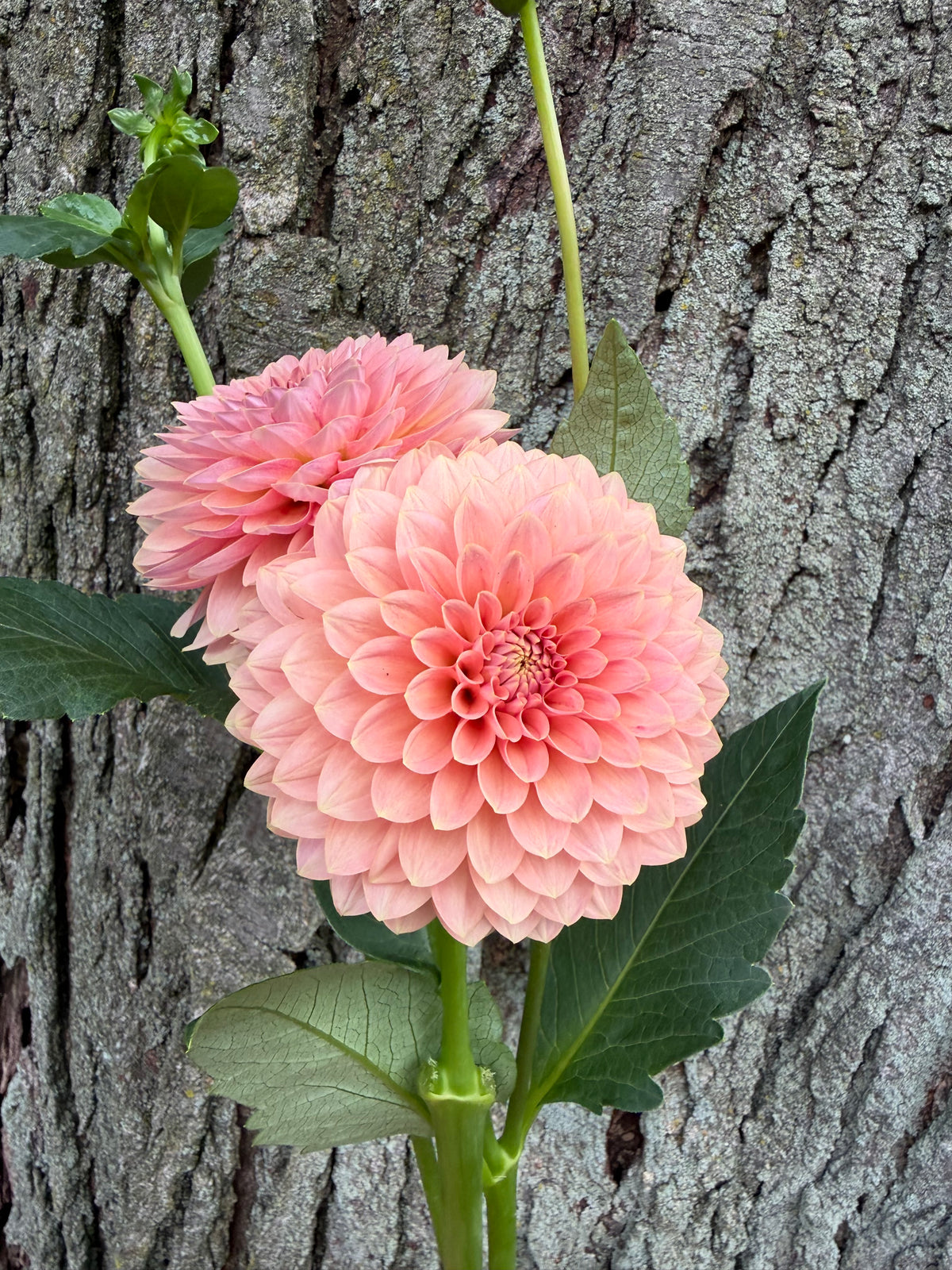 KA's® Boho Peach