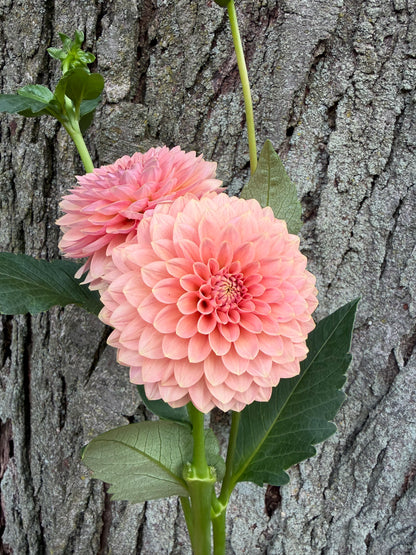 KA's® Boho Peach