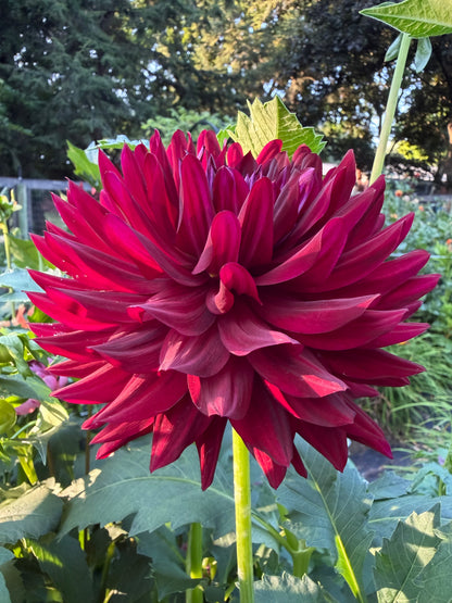 Hollyhill Black Beauty