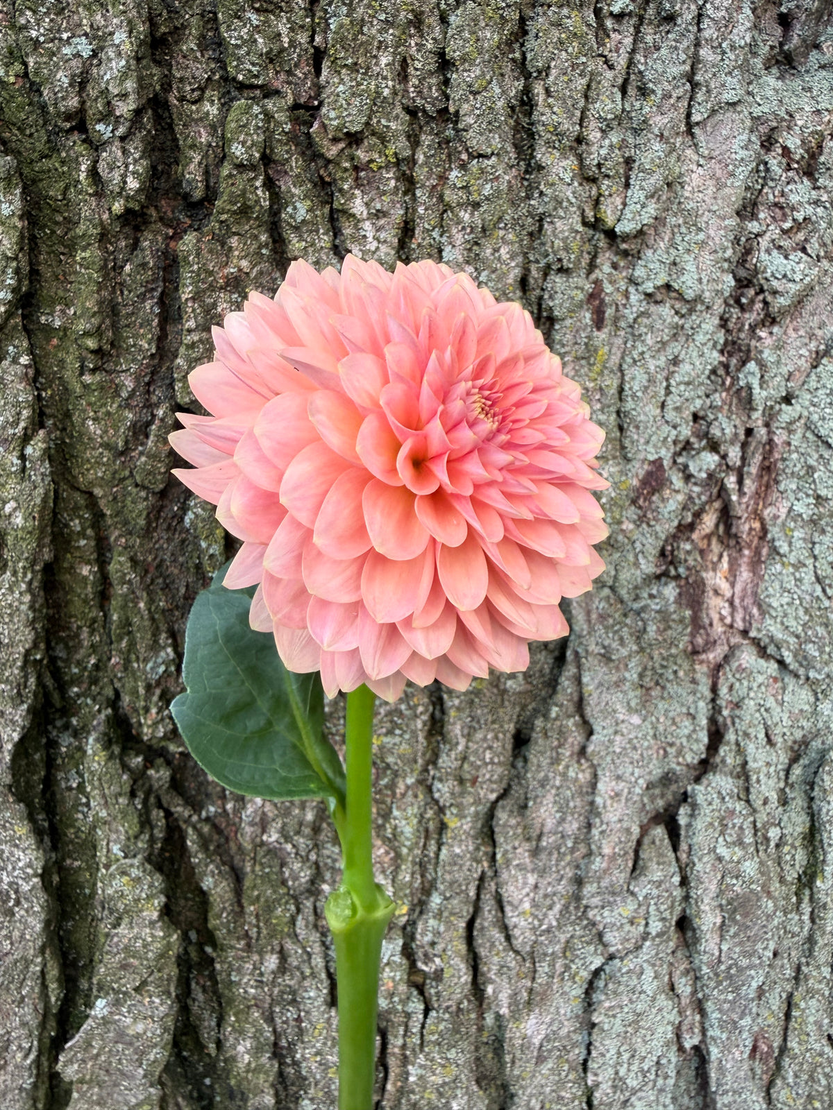 KA's® Boho Peach