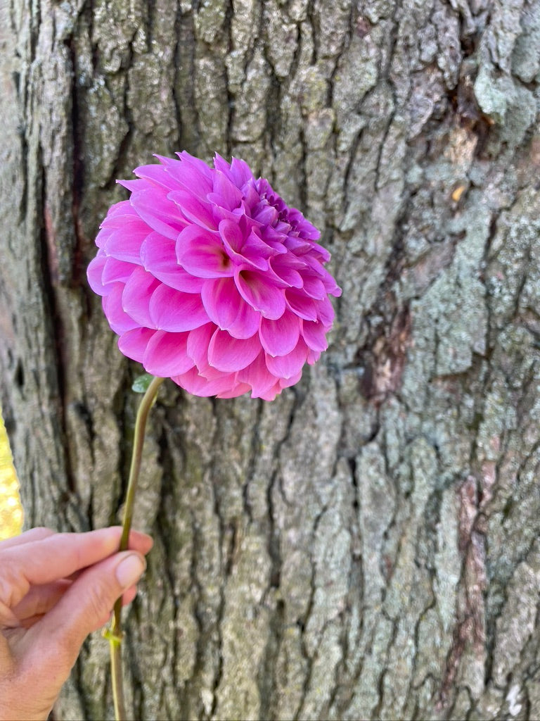 2025 Seedling KA's® Mocha Katie